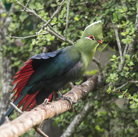 Aviario Parque Tricao