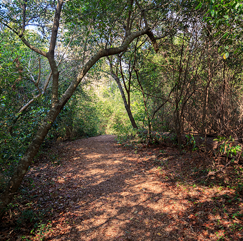 Día en Bosque Santiago