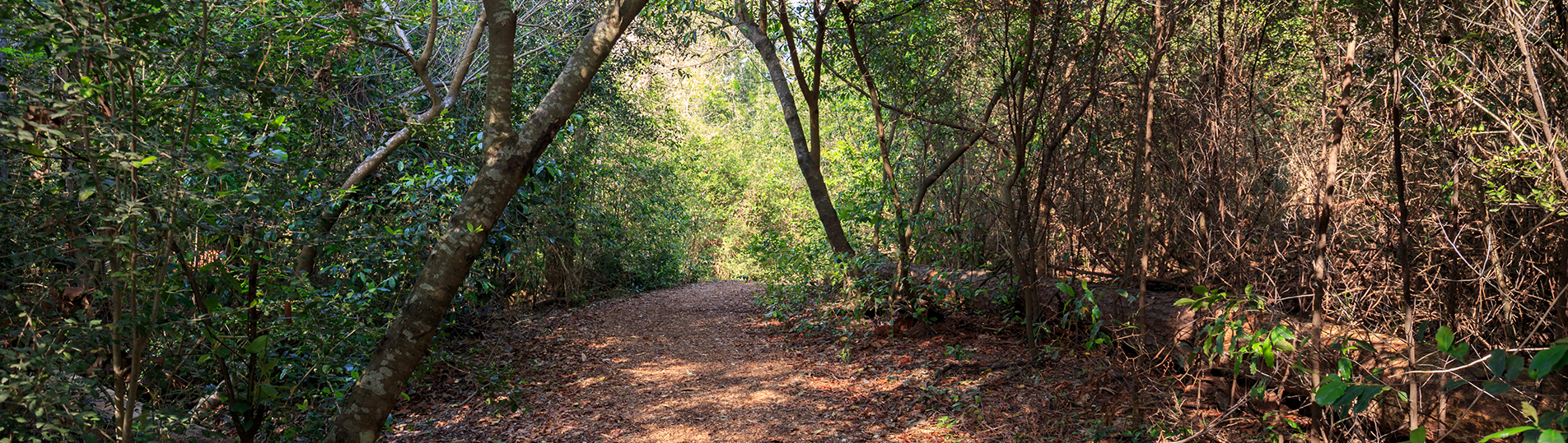 BOSQUE SANTIAGO