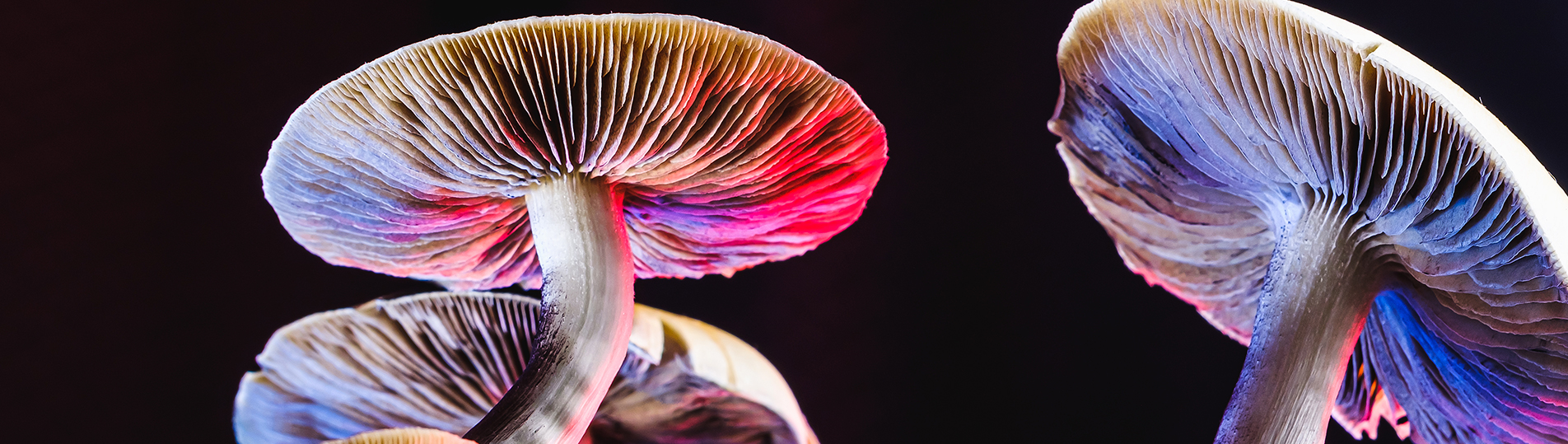 Fungifest-2023