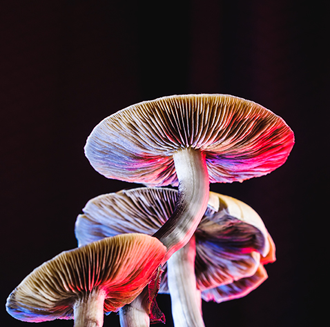 Fungifest 2023 en Valdivia