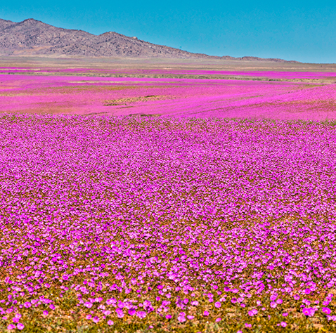 Mirador Desierto Florido