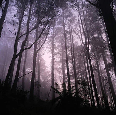 Harry Potter: La Experiencia del Bosque Prohibido