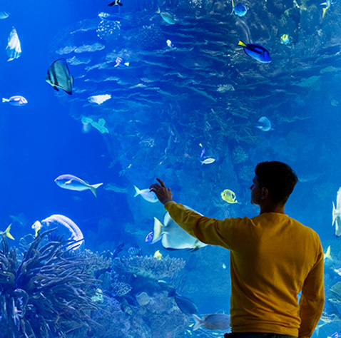 Acuario Viva Mar | Quintero