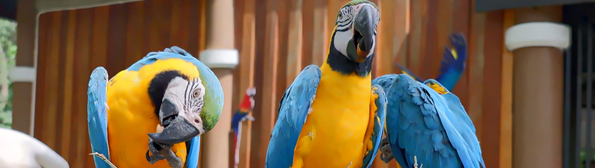 panr-aves-desk