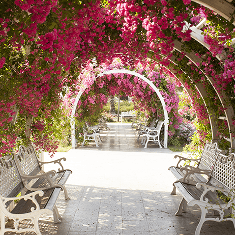 Obra “La Pergola De Las Flores” | Rancagua